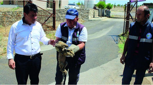 Yaralı Yavru Tilkiye Şefkat Eli