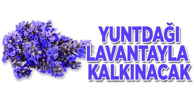 Yuntdağ Lavantayla Kalkınacak