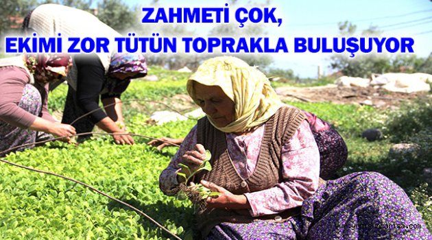 ZAHMETİ ÇOK, EKİMİ ZOR TÜTÜN TOPRAKLA BULUŞUYOR